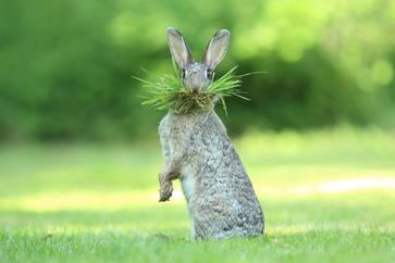 Grass!
